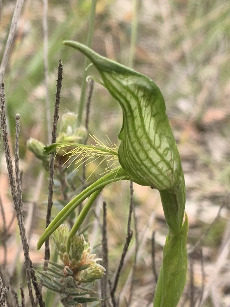 Pterostylis unicornis