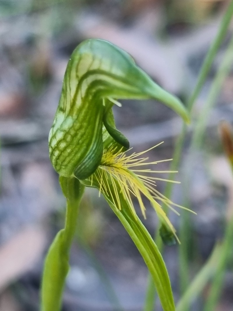 Pterostylis unicornis photo 2