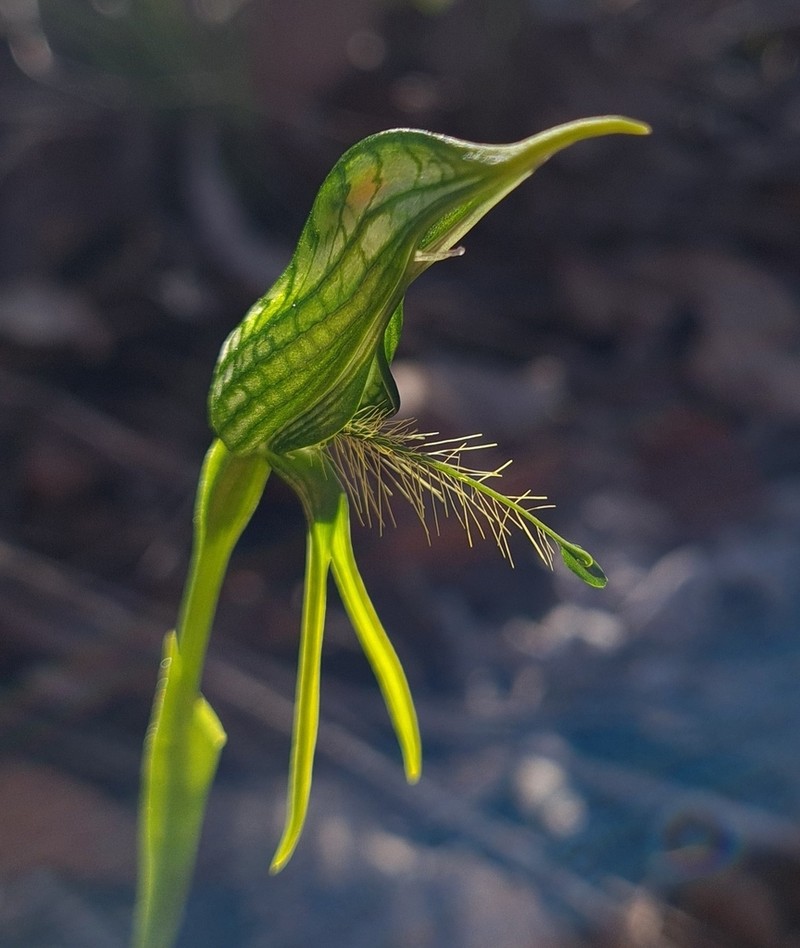 Pterostylis unicornis photo 3