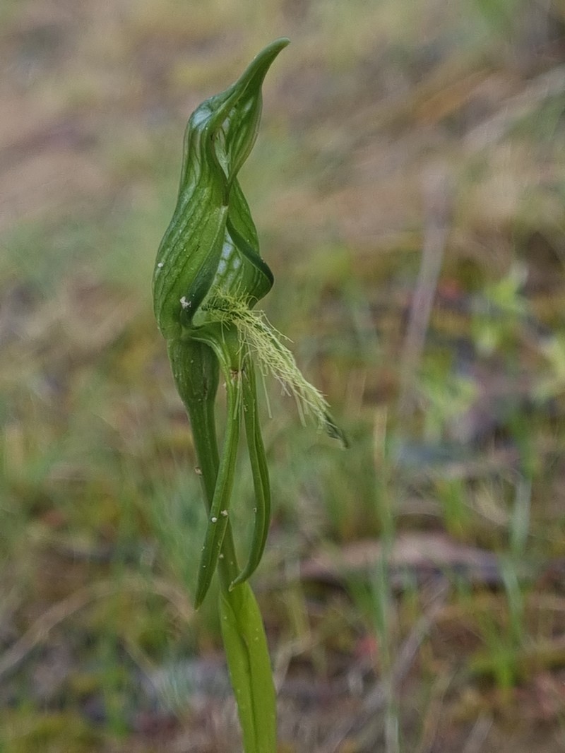 Pterostylis unicornis photo 4