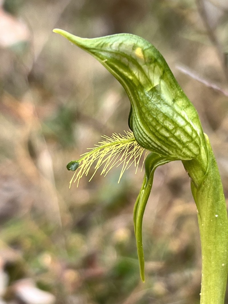 Pterostylis unicornis photo 5