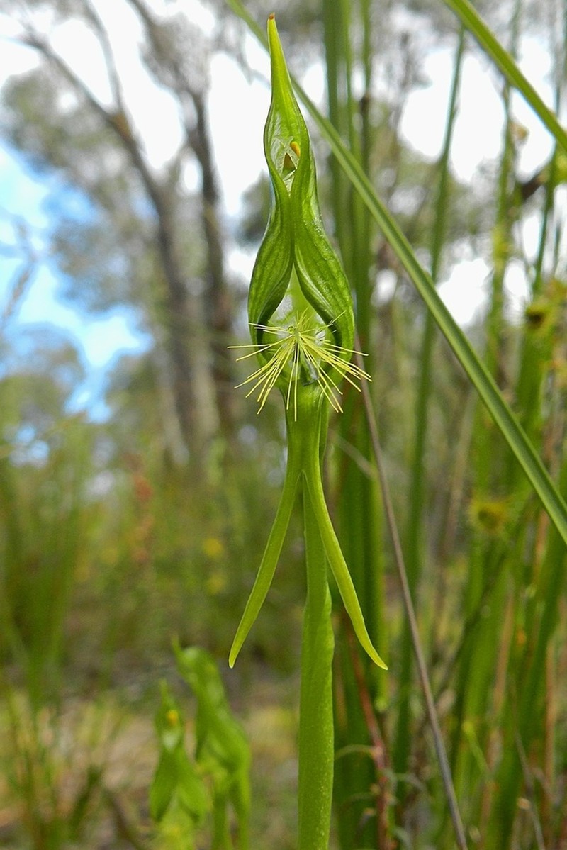 Pterostylis unicornis photo 6