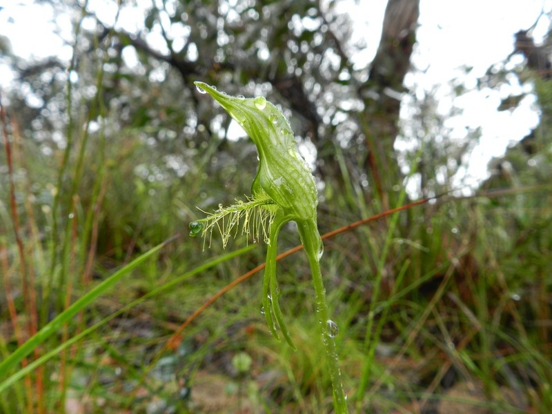 Pterostylis unicornis photo 7