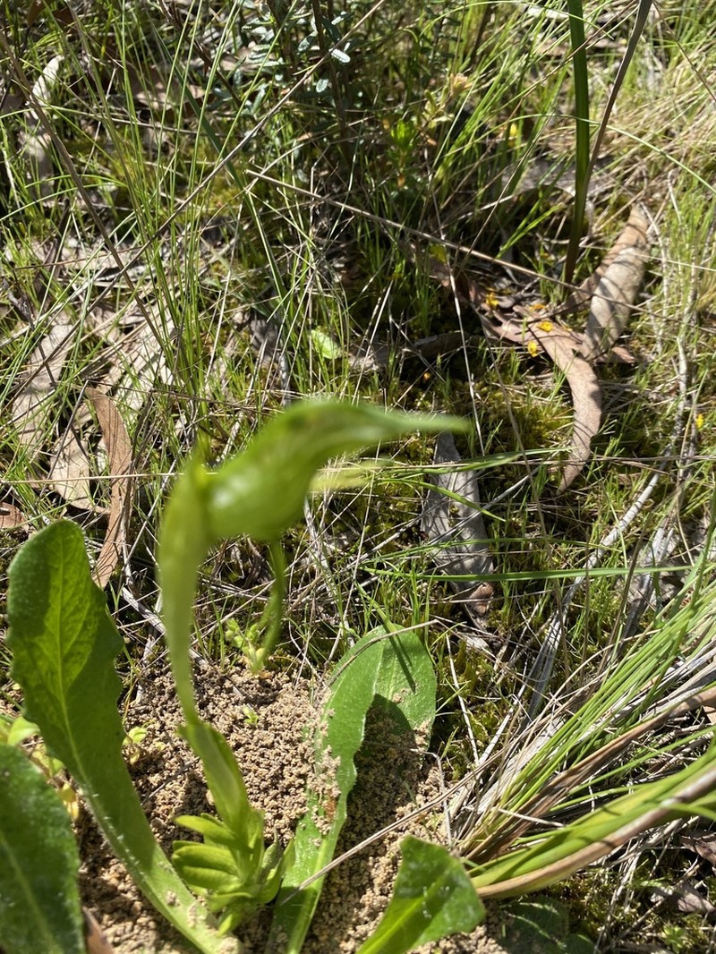 Pterostylis unicornis photo 8