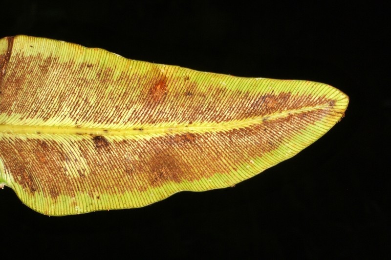 Pterozonium brevifrons