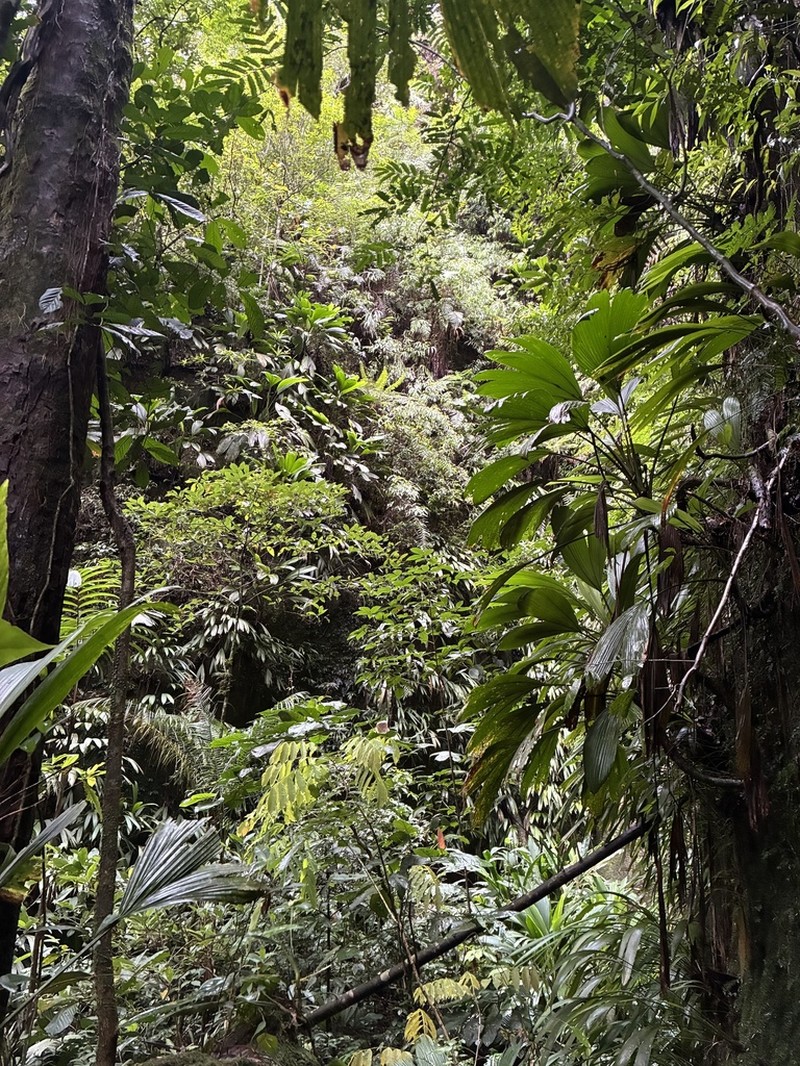 Pterozonium brevifrons photo 2