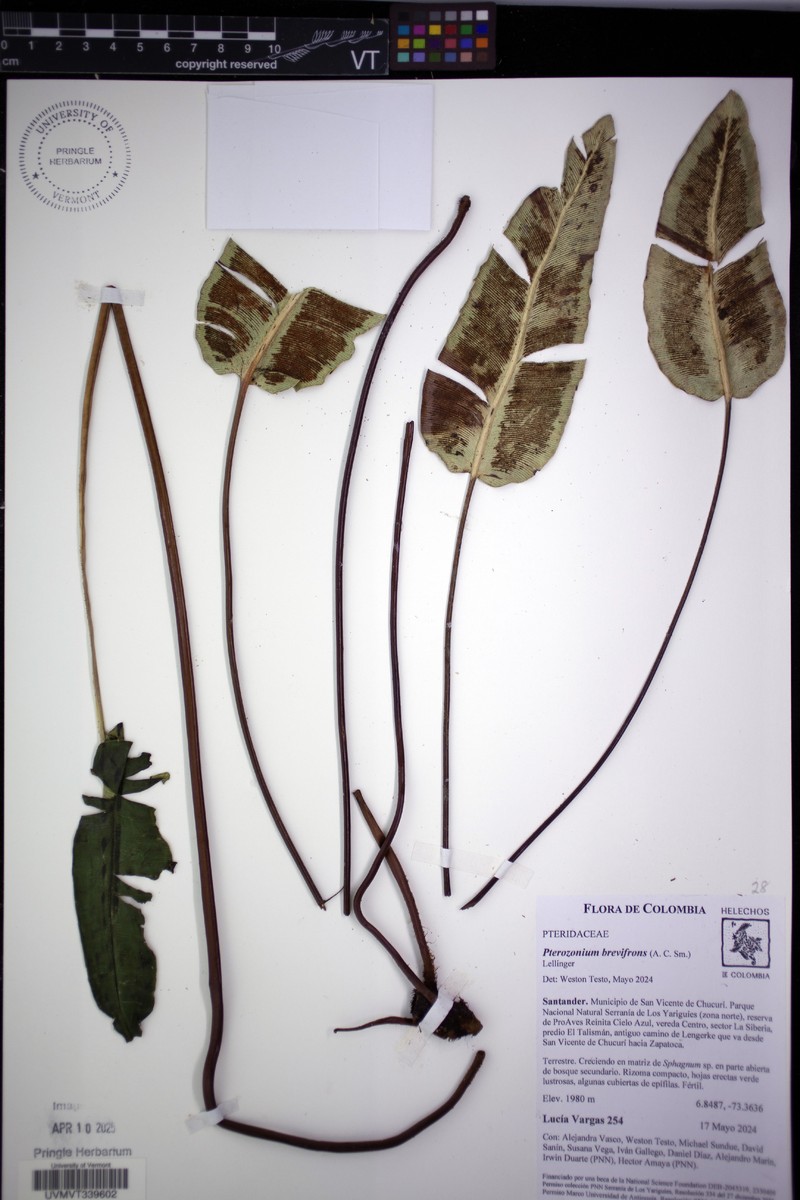 Pterozonium brevifrons photo 3