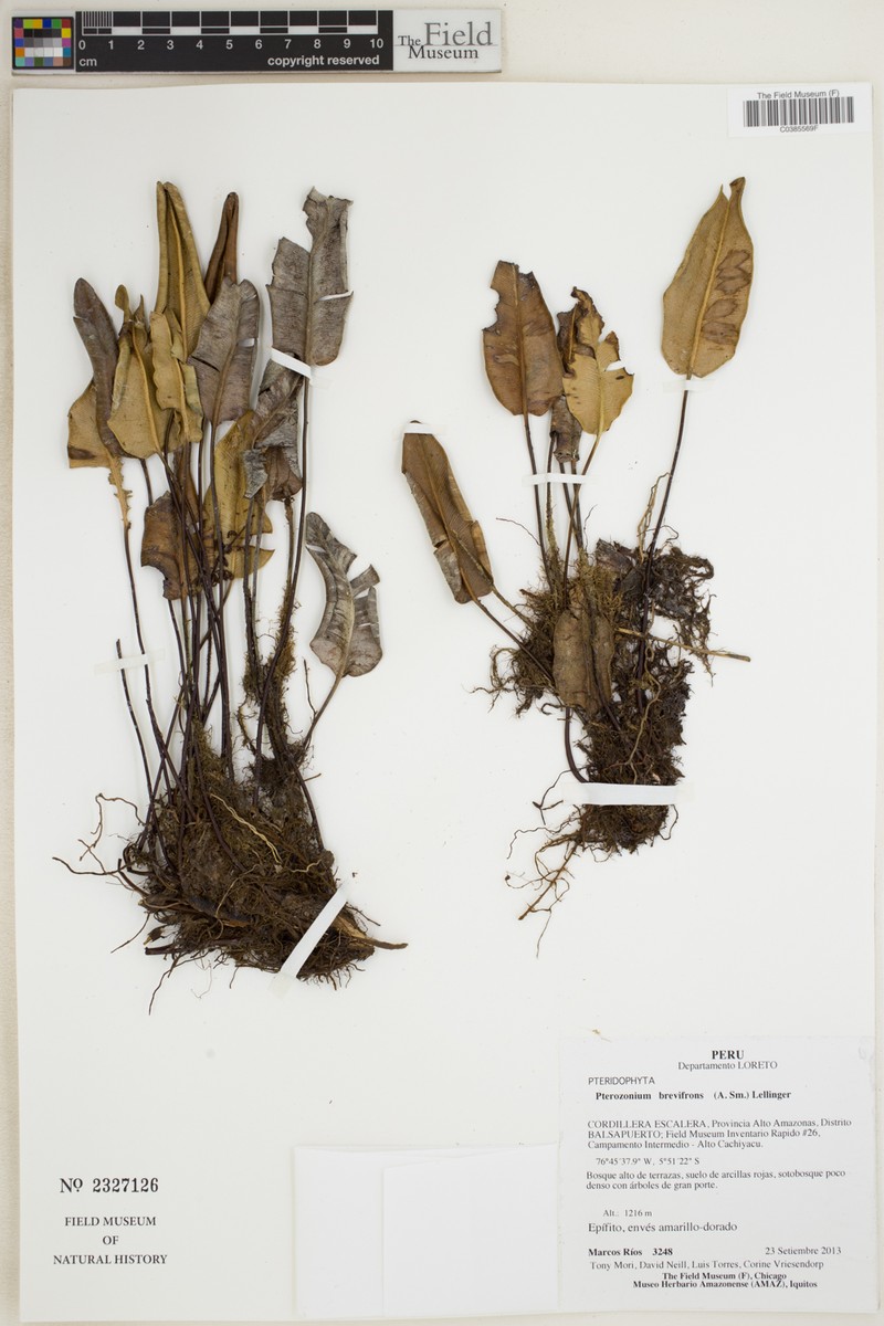Pterozonium brevifrons photo 4