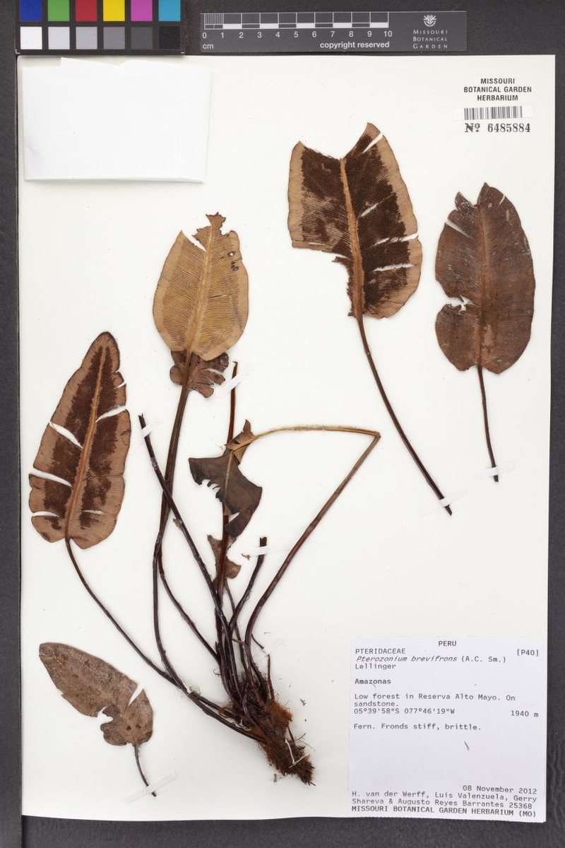 Pterozonium brevifrons photo 5