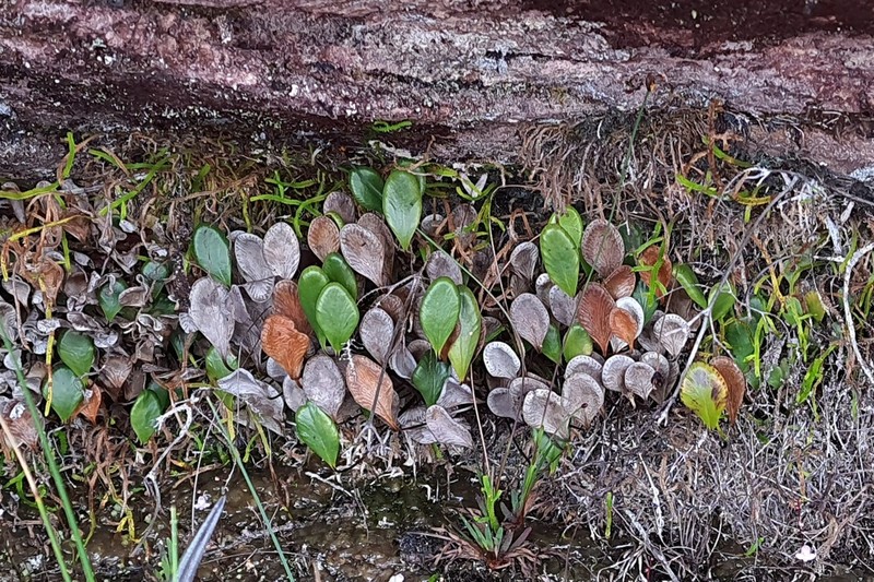 Pterozonium cyclophyllum