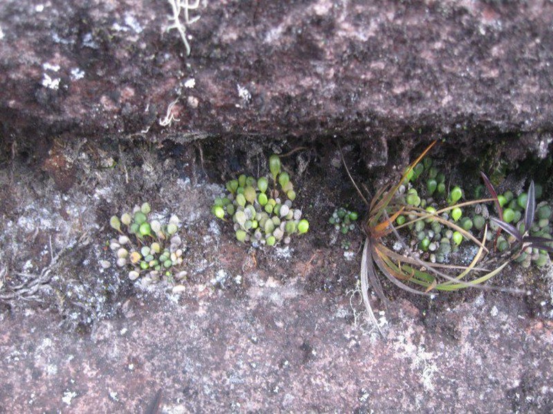 Pterozonium cyclophyllum photo 2