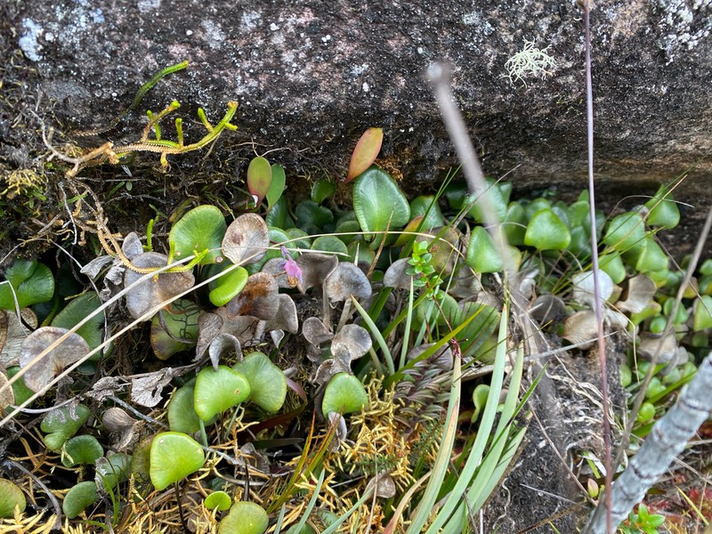 Pterozonium cyclophyllum photo 3
