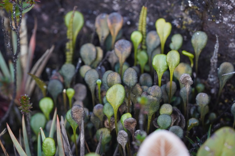 Pterozonium cyclophyllum photo 4