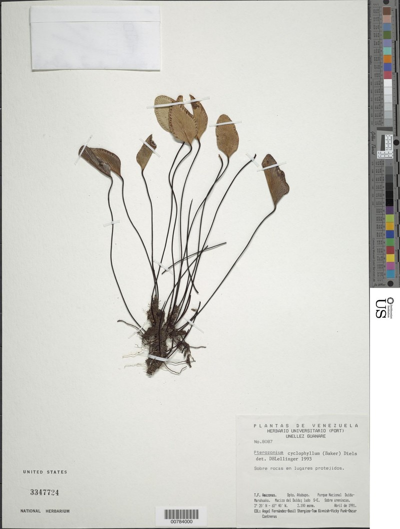 Pterozonium cyclophyllum photo 6