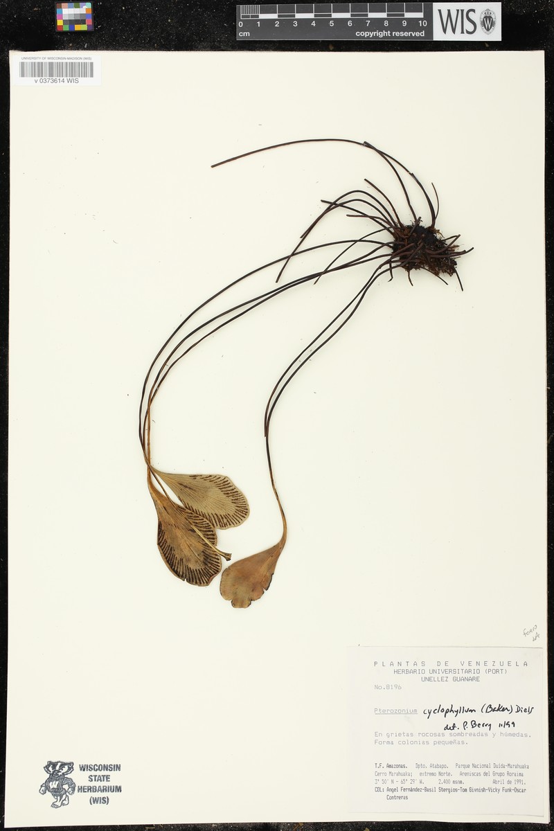 Pterozonium cyclophyllum photo 7