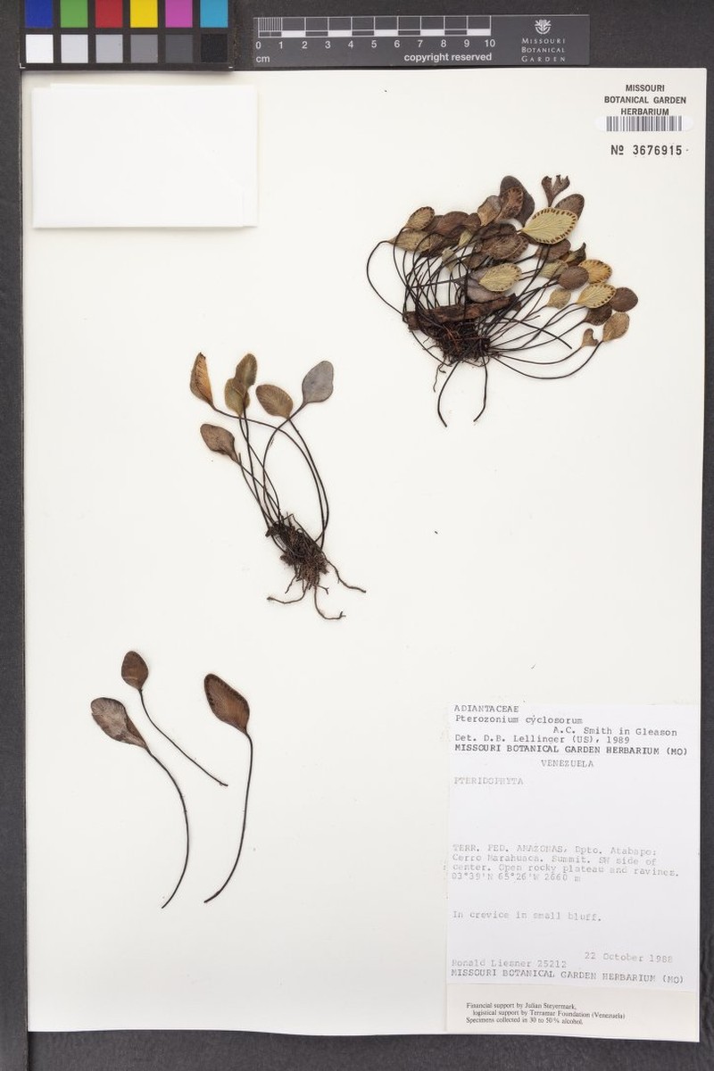 Pterozonium cyclosorum