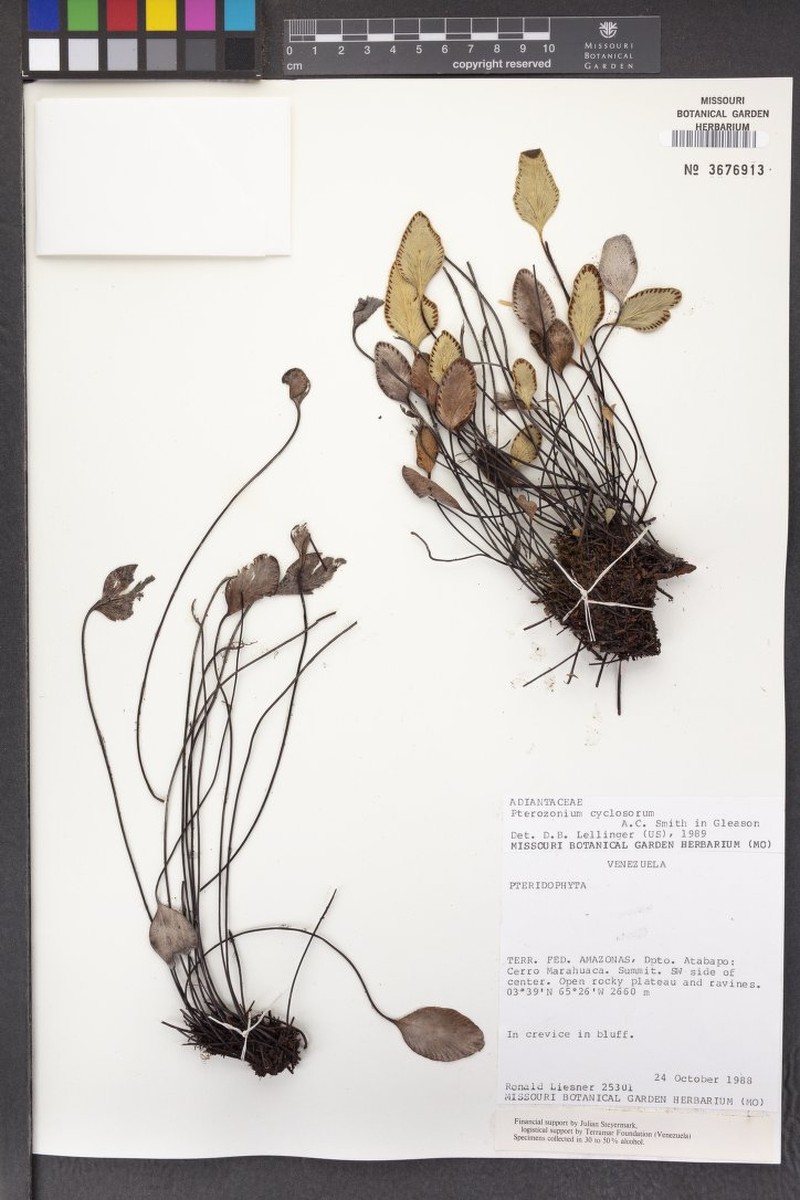Pterozonium cyclosorum photo 2
