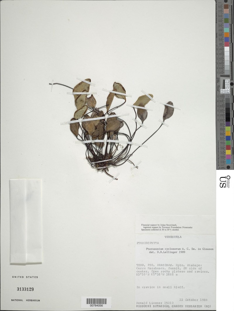 Pterozonium cyclosorum photo 3