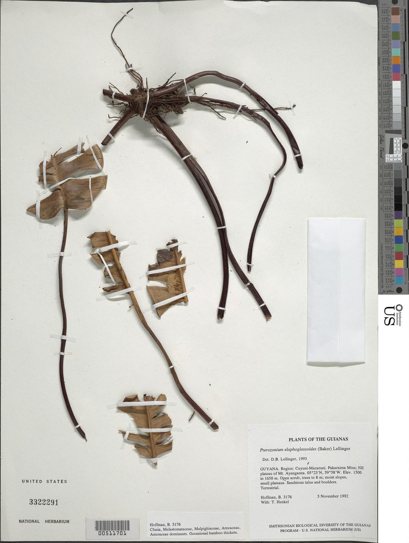 Pterozonium elaphoglossoides