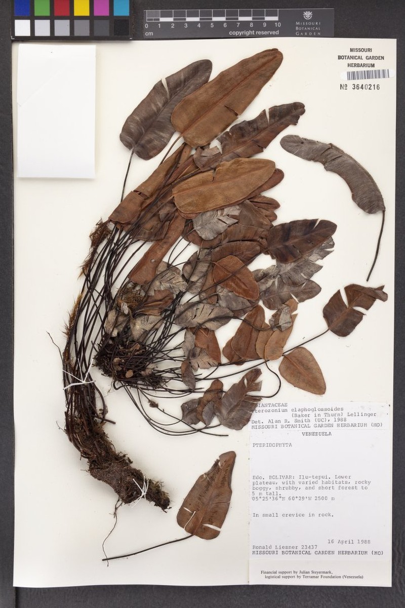 Pterozonium elaphoglossoides photo 2