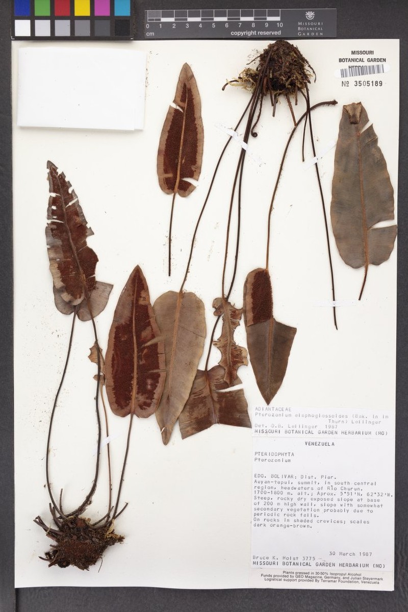 Pterozonium elaphoglossoides photo 3