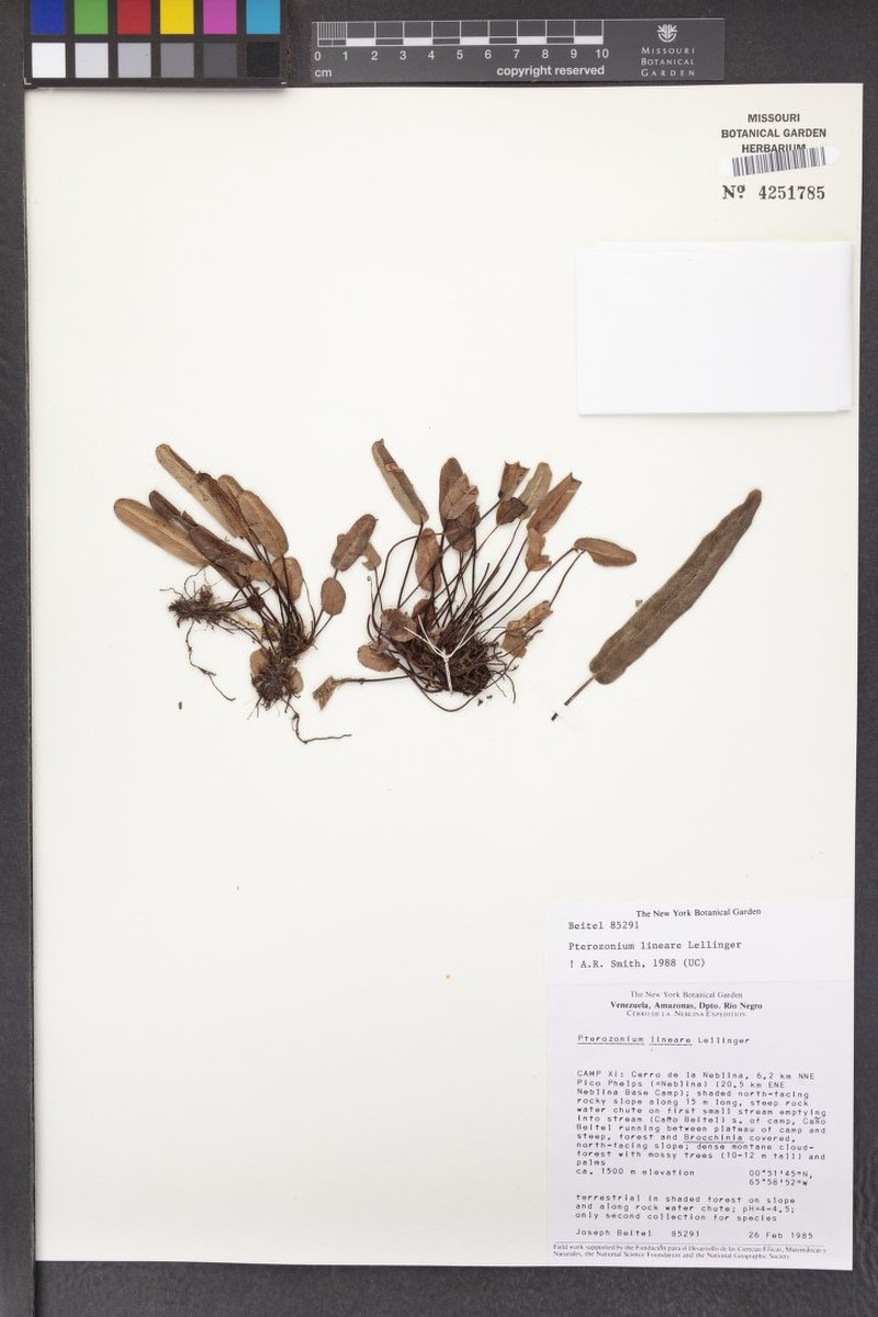 Pterozonium lineare