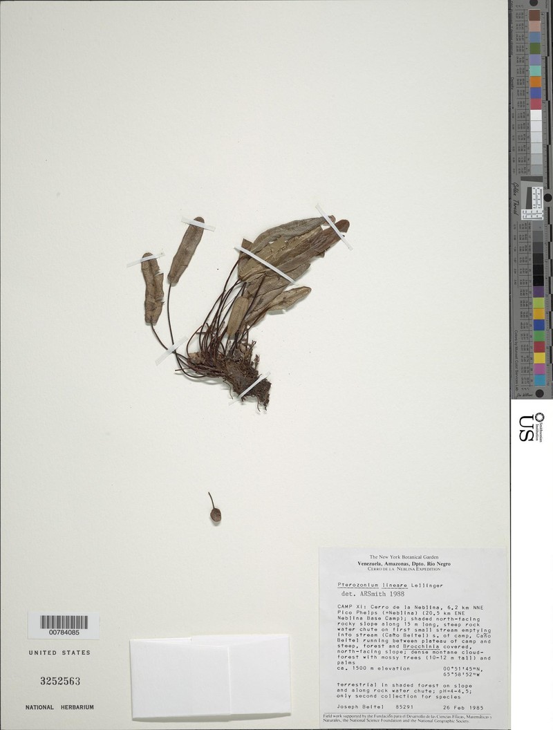 Pterozonium lineare photo 2