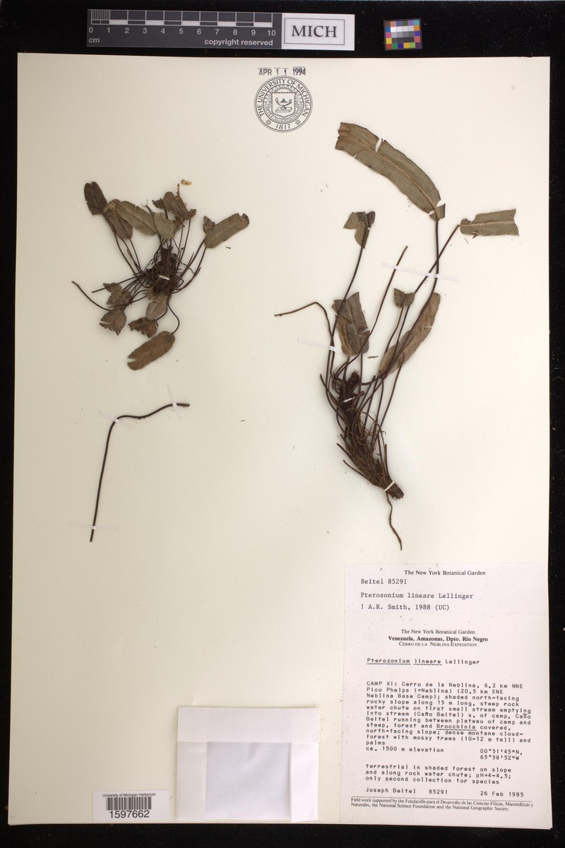 Pterozonium lineare photo 3
