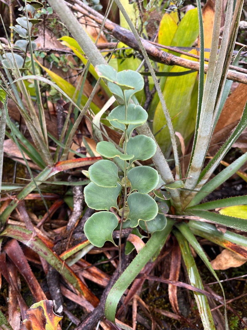 Pterozonium maguirei