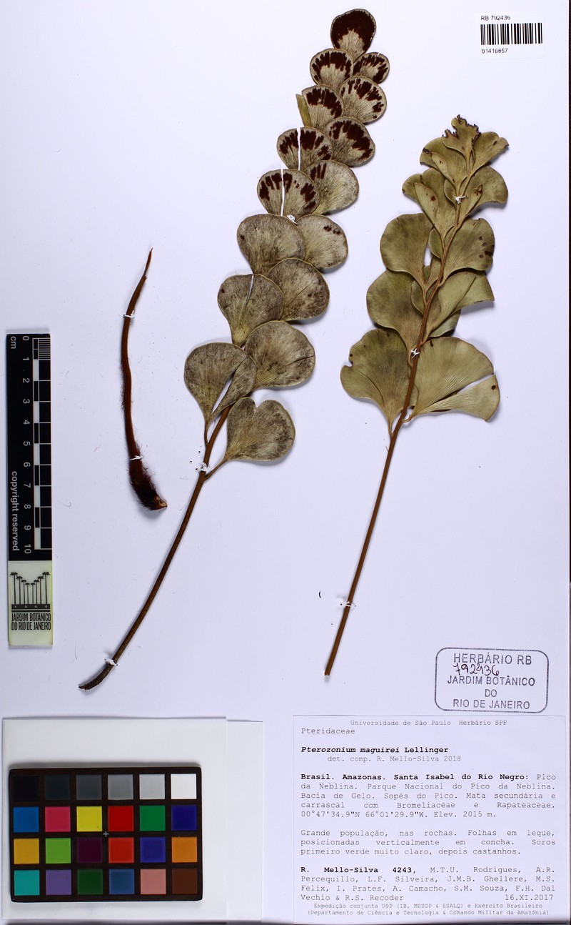 Pterozonium maguirei photo 3