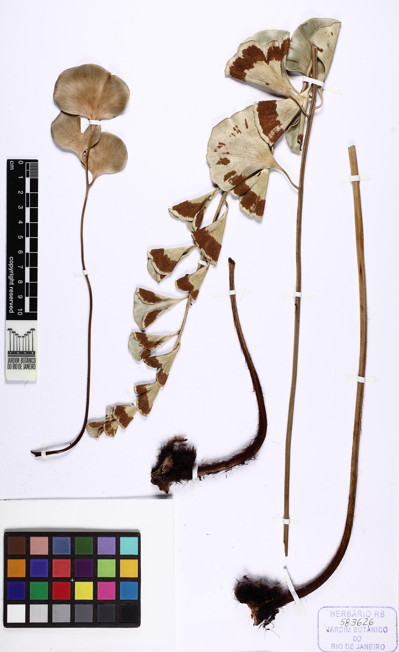 Pterozonium maguirei photo 4