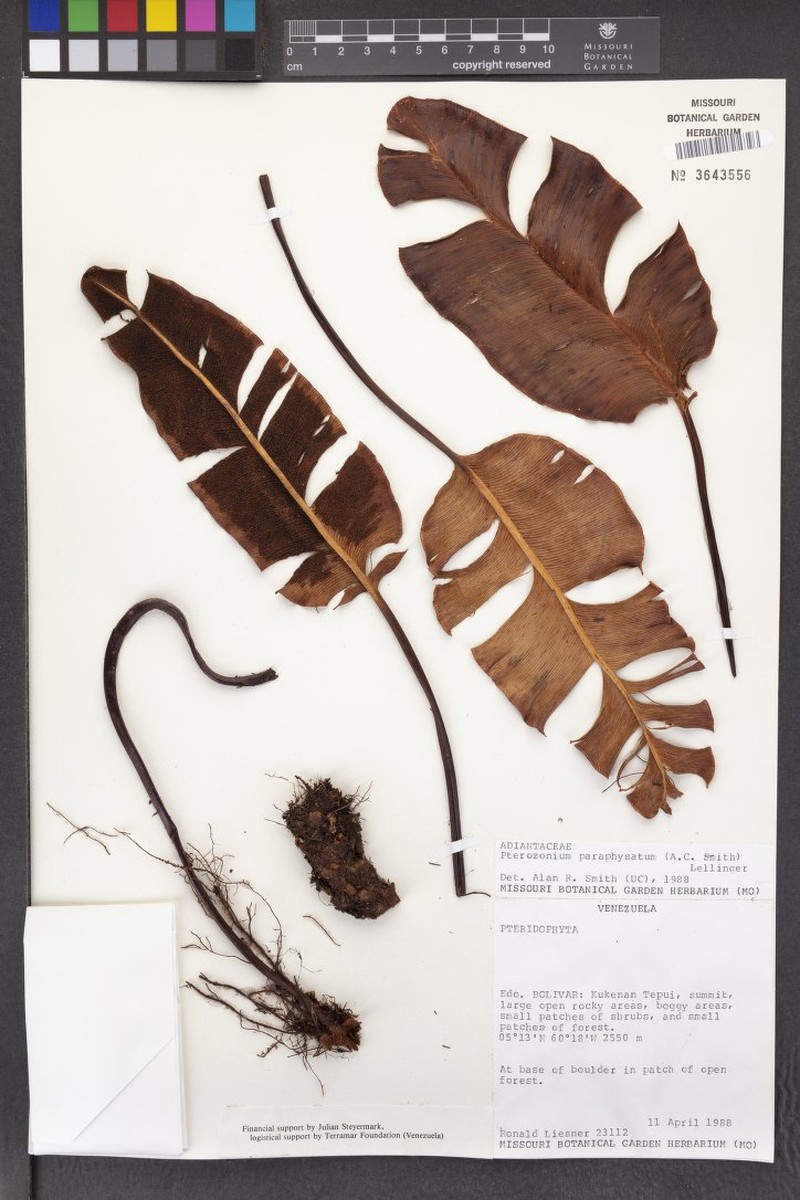 Pterozonium paraphysatum