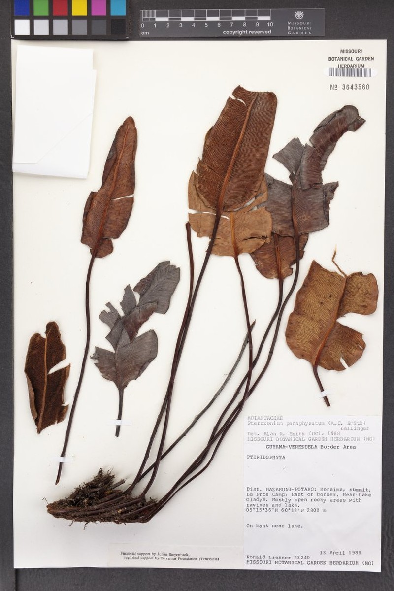 Pterozonium paraphysatum photo 2