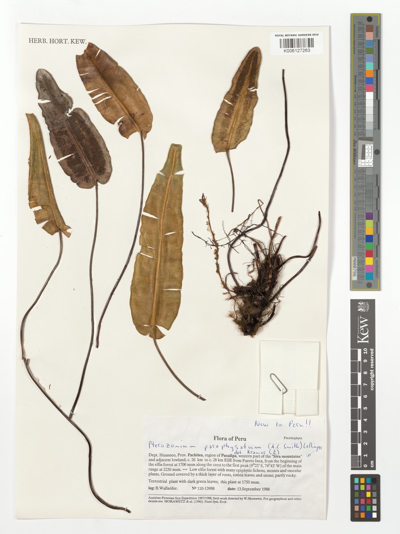 Pterozonium paraphysatum photo 3
