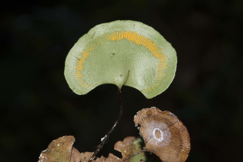 Pterozonium reniforme photo 2