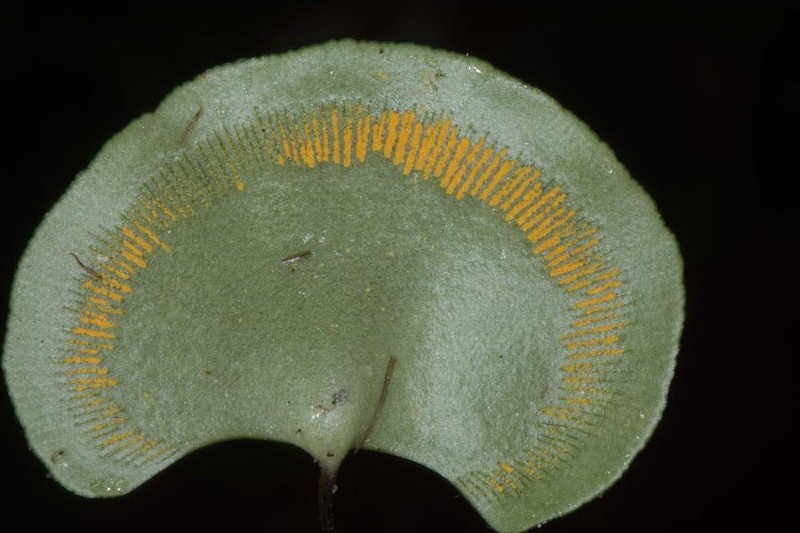 Pterozonium reniforme photo 3