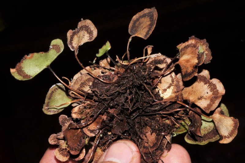 Pterozonium reniforme photo 4