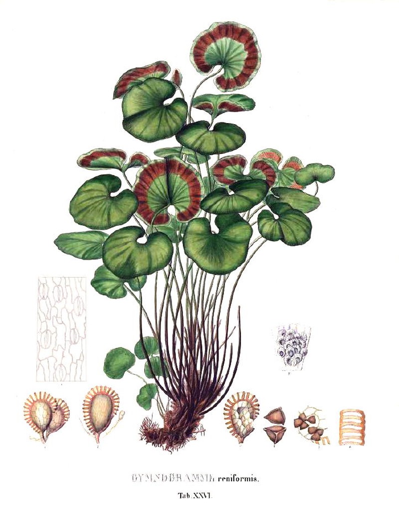 Pterozonium reniforme