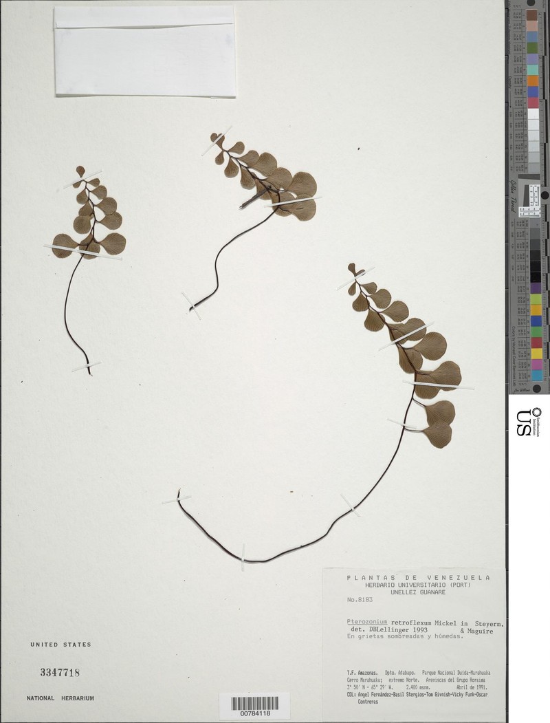 Pterozonium retroflexum