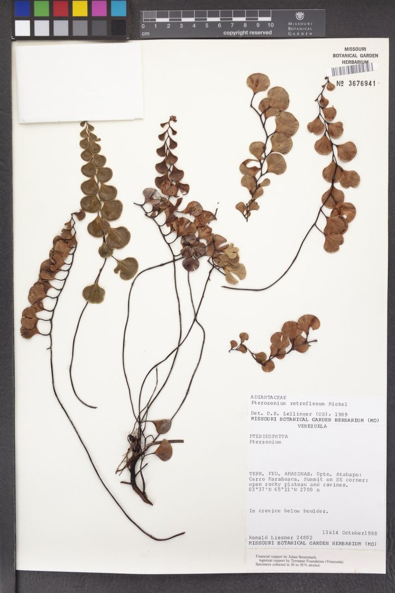 Pterozonium retroflexum photo 2