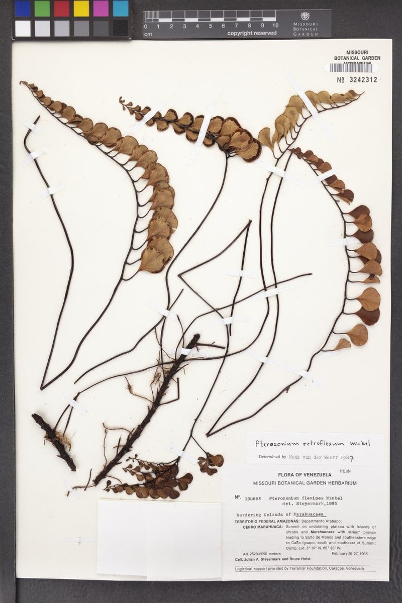 Pterozonium retroflexum photo 3