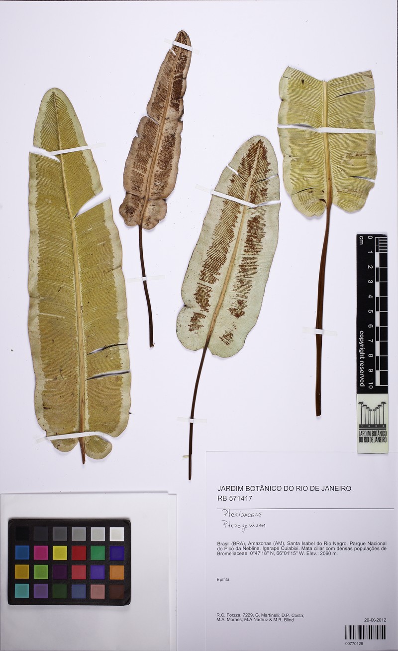 Pterozonium scopulinum