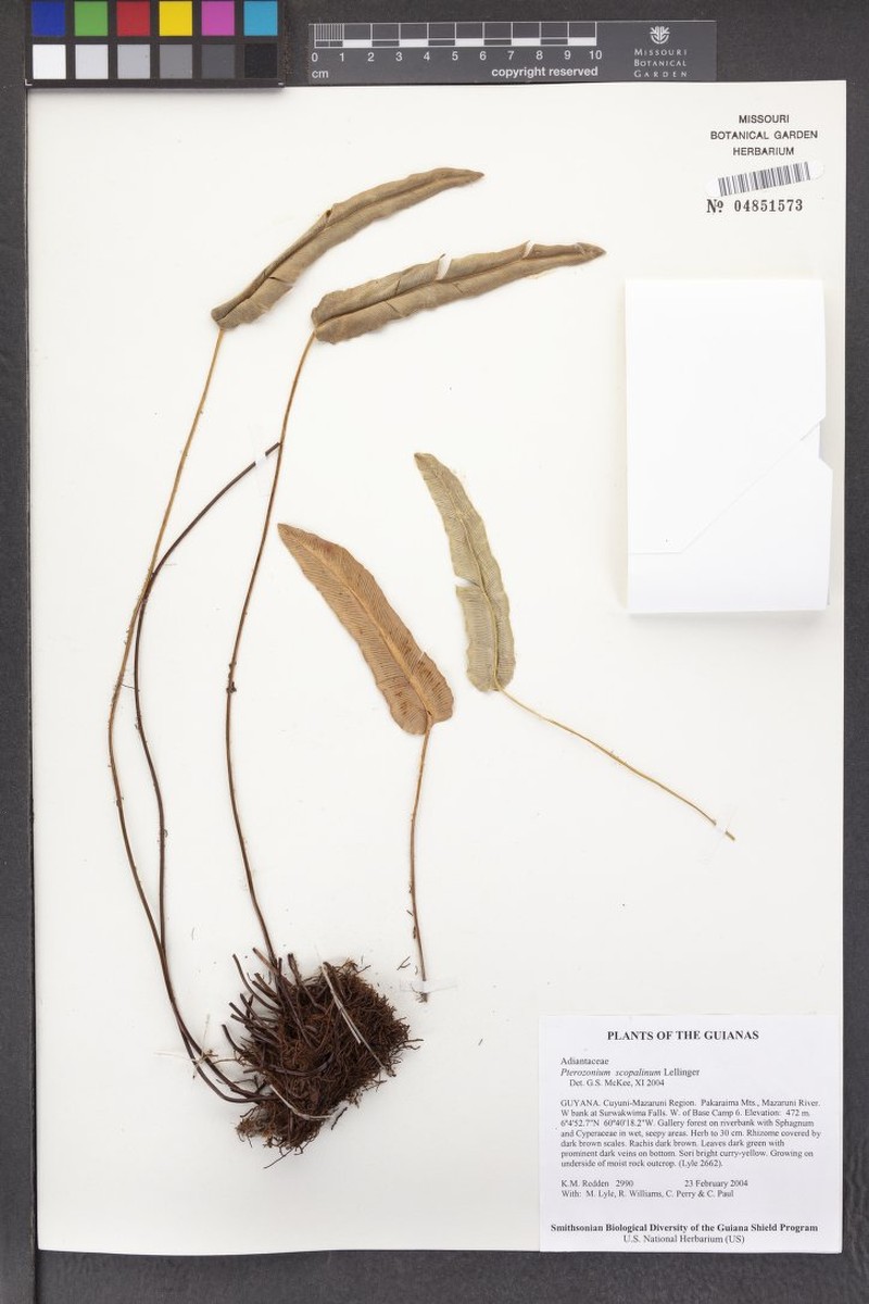 Pterozonium scopulinum photo 2