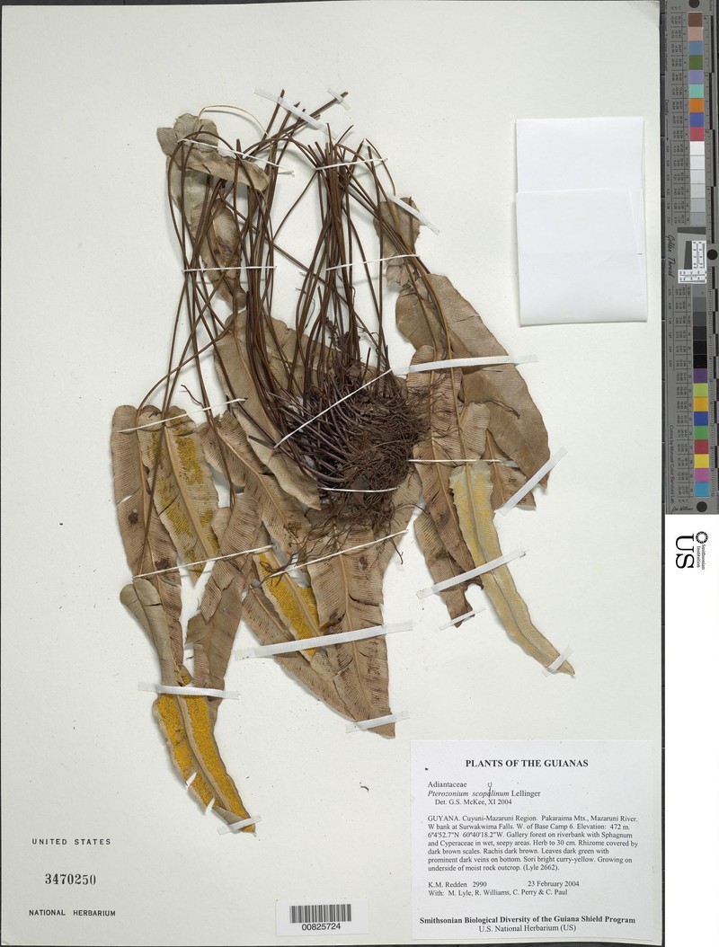 Pterozonium scopulinum photo 3