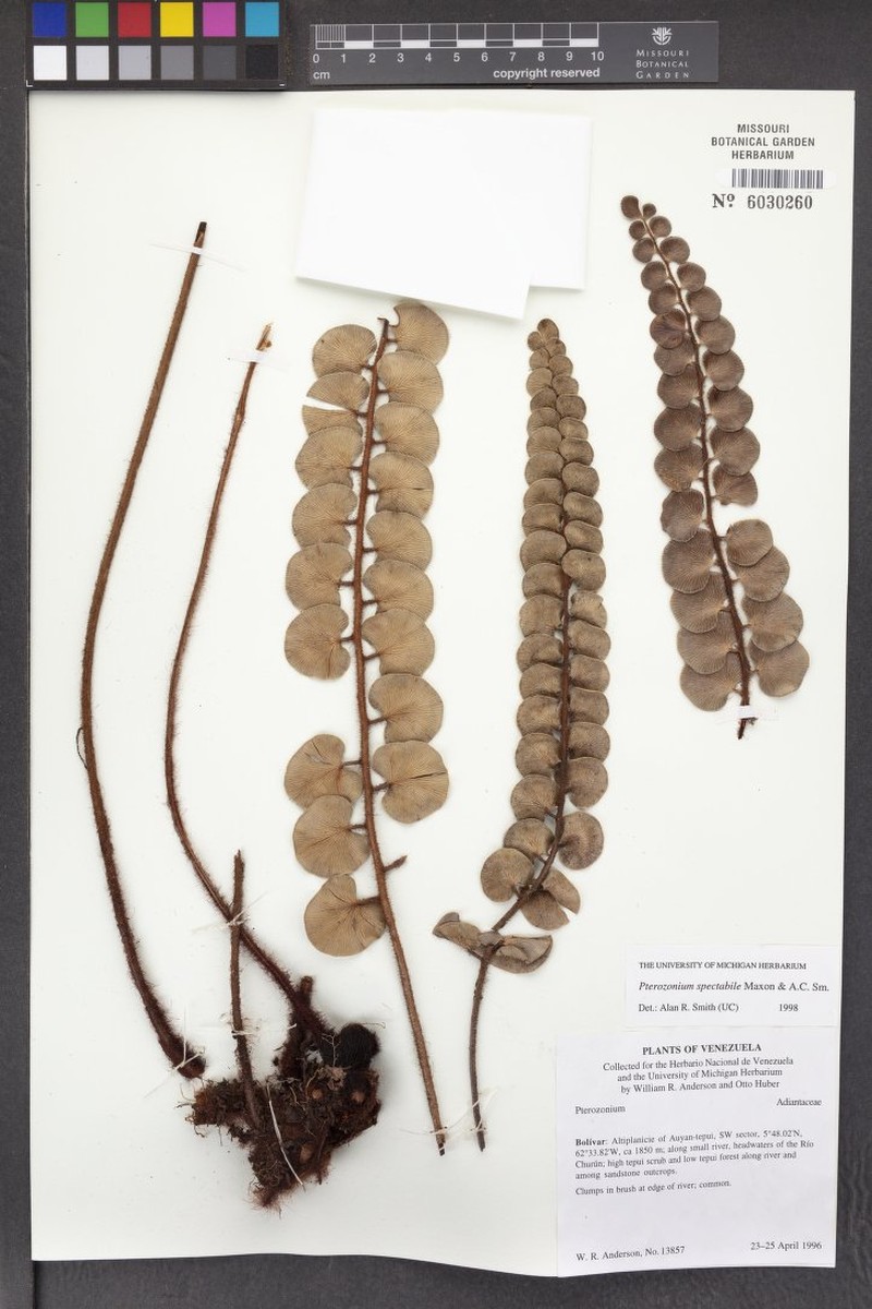 Pterozonium spectabile