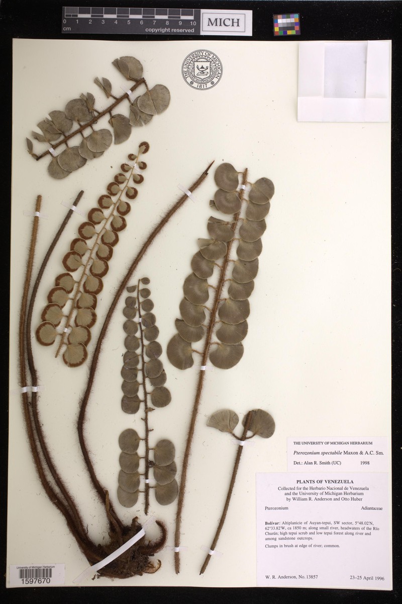 Pterozonium spectabile photo 2