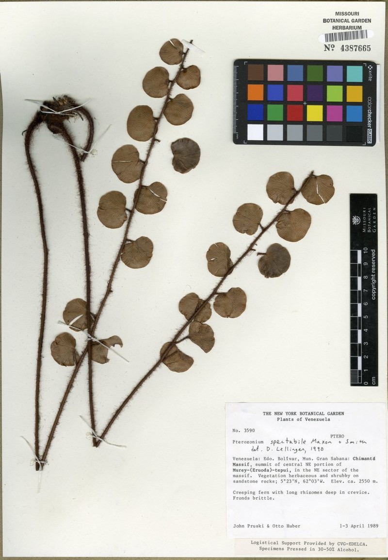 Pterozonium spectabile photo 3