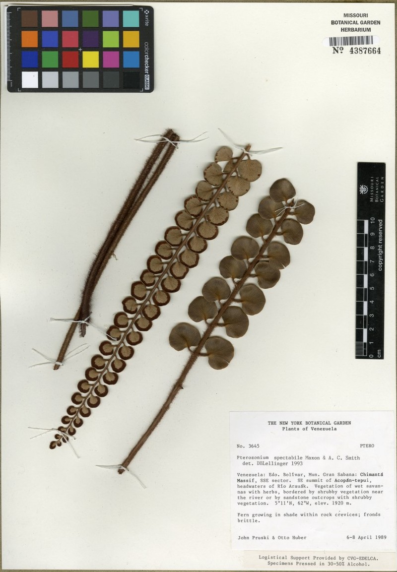 Pterozonium spectabile photo 4
