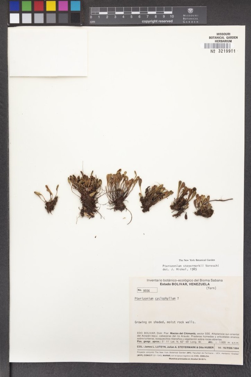 Pterozonium steyermarkii photo 2
