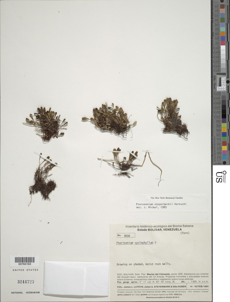 Pterozonium steyermarkii photo 3